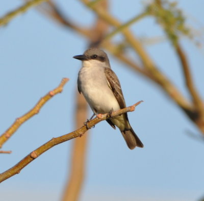 Gray Kingbird