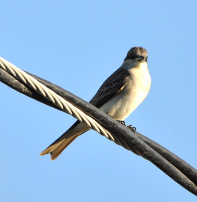 Gray Kingbird