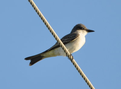 Gray Kingbird