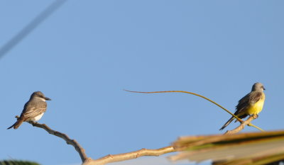 Gray and Tropical Kingbirds