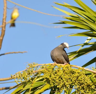 White-crowned Pigeon