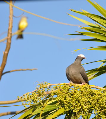 White-crowned Pigeon