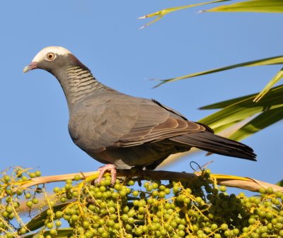 White-crowned Pigeon