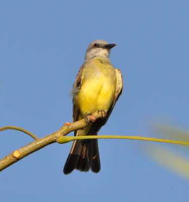 Tropical Kingbird