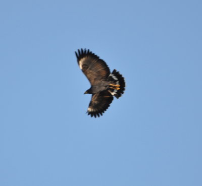 Common Black-Hawk?