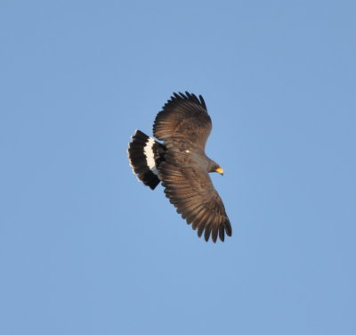 Common Black-Hawk?