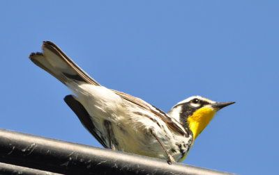Yellow-throated Warbler