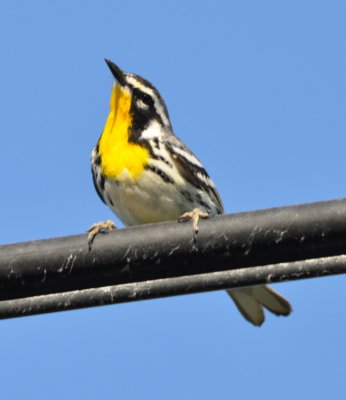 Yellow-throated Warbler