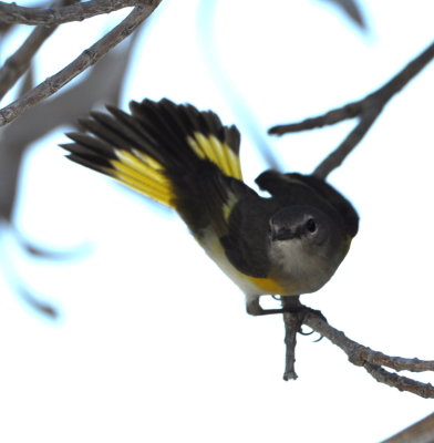 Female American Redstart
flaring its tail