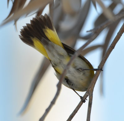American Redstart