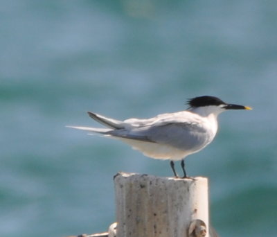 Sandwich Tern
on one of the piers running out into the water