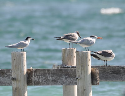 Sandwich Tern, Laughing Gull, Royal Tern and tucked in Laughing Gull