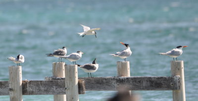 Sandwich Tern, Laughing Gull, Royal Tern, Sandwich Tern (above),
Laughing Gull (below), and two Royal Terns on a pier at Caye Caulker, Belize