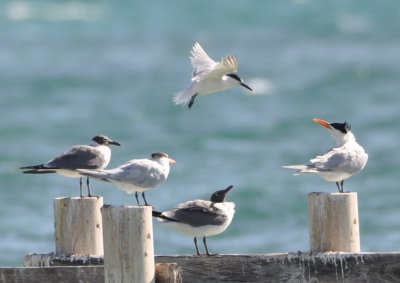 Laughing Gull, Royal Tern, Sandwich Tern (above), Laughing Gull (below), Royal Tern