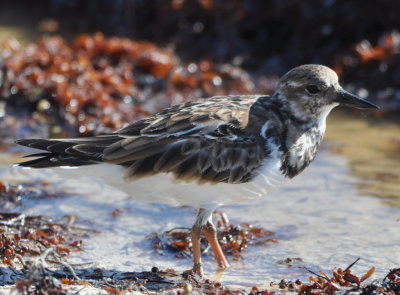 Ruddy Turnstone
