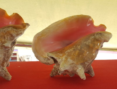 Conch shells for sale