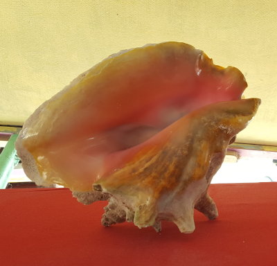 Conch shell