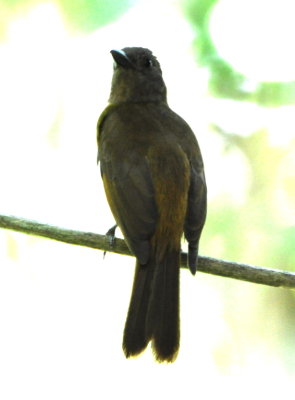 Female Black-throated Shrike-Tanager