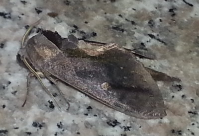At our first restroom stop, I found this moth on the counter.
Not in full birder mode yet, I only had my phone camera with me.