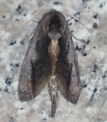 Moth with curious raised scale at back of head