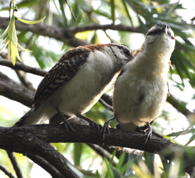 We spent Wednesday night at the Hotel La Rosa de America and got up before breakfast Thursday morning and started birding. Mary liked these two Rufous-naped Wrens; one seems to be nuzzling--or at least preening--the other.