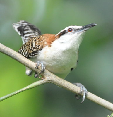 Rufous-naped Wren