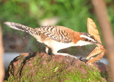 This Rufous-naped Wren caught a big moth.