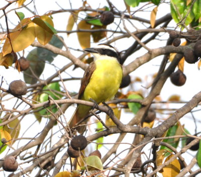 Great Kiskadee