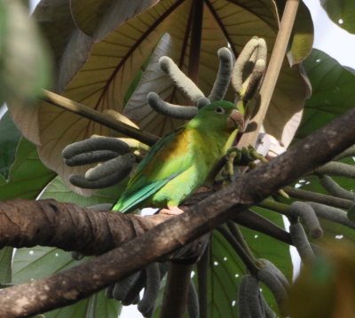 Orange-chinned Parakeet eating fruit of the Cecropia tree