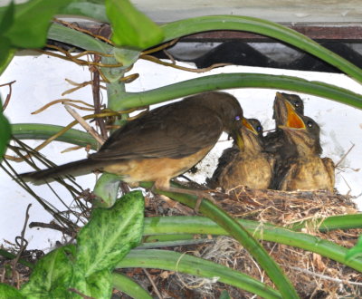 Adult Clay-colored Thrush, the Costa Rica national bird,
feeding young in a nest under the eave of the hotel