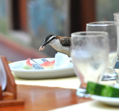 After breakfast on the patio,
a Rufous-naped Wren helped bus the tables.
