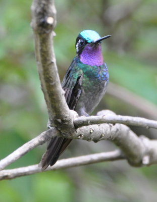 Male Purple-throated Mountain Gem