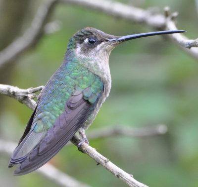 Female Magnificent Hummingbird