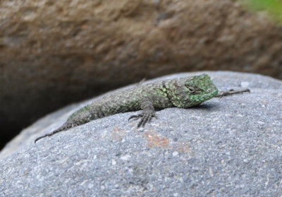 Costa Rica Herps, May 2017