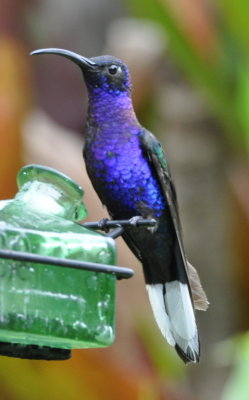 Male Violet Sabrewing