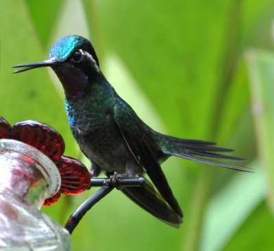 Male Purple-throated Mountain Gem