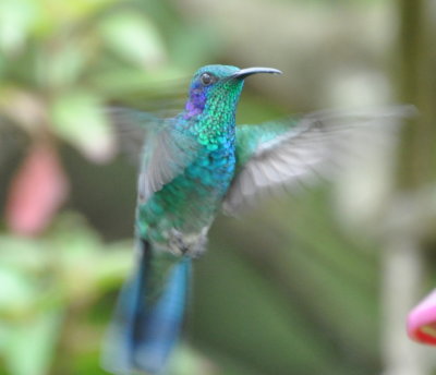 Male Lesser Violetear