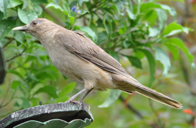 National Bird of Costa Rica:
Clay-colored Thrush