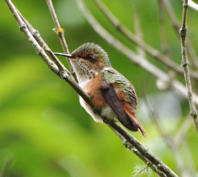 Female Scintillant Hummingbird
called 'bumblebee' or 'sparkle' by the locals