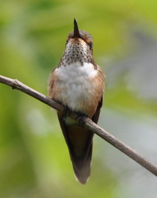 Female Scintillant Hummingbird