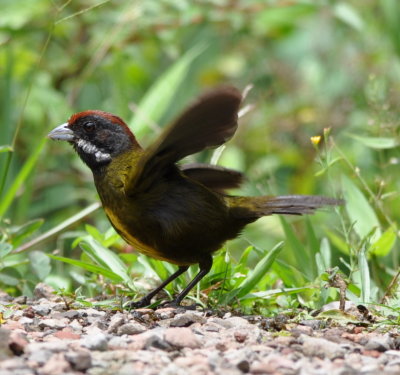 Sooty-faced Finch