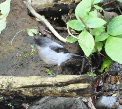 Torrent Tyrannulet