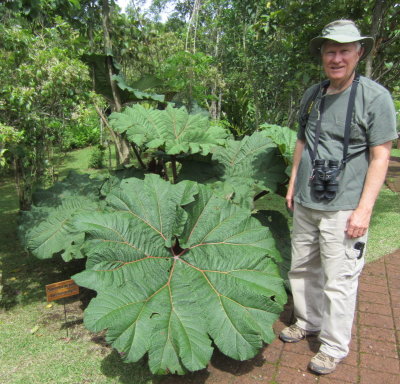 Steve compares himself to a Gunnera leaf.
We saw many even bigger.
