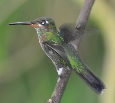 Juvenile Green-crowned Brilliant?
or Coppery-headed Emerald?