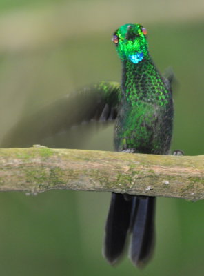 Adult Green-crowned Brilliant