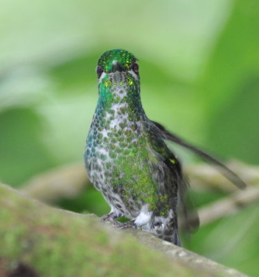 Female Green-crowned Brilliant?