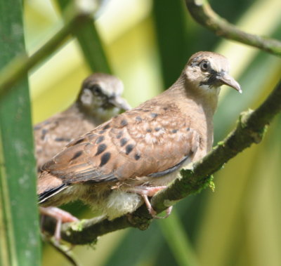 Young Ruddy Ground-Doves?