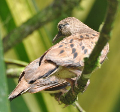 Young Ruddy Ground-Doves?