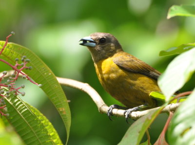 Female Passerini's Tanager with fruit