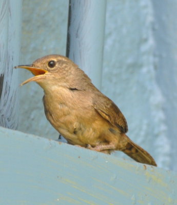 House Wren
complaining about our presence